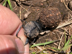 Allogymnopleurus splendidus