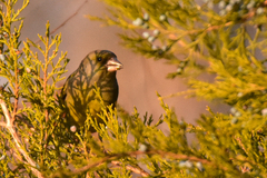 Chloris chloris turkestanica