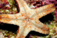 Aquilonastra anomala