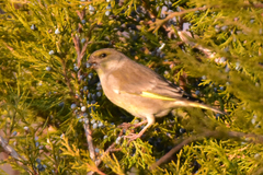 Chloris chloris turkestanica