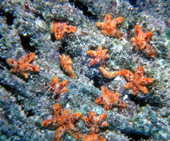 Aquilonastra
