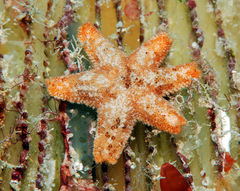 Aquilonastra anomala