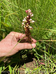 Satyrium cristatum