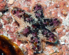 Aquilonastra anomala