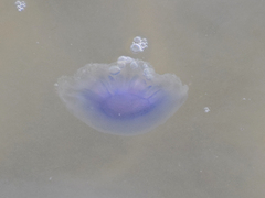 Cyanea lamarckii