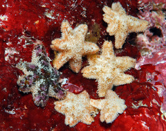 Aquilonastra anomala