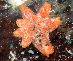 Aquilonastra anomala