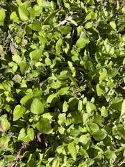 Calyptocarpus vialis