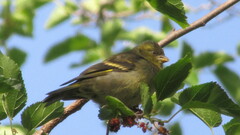 Spinus barbatus
