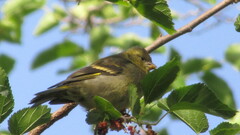 Spinus barbatus