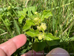 Acanthospermum australe
