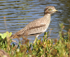 Burhinus senegalensis