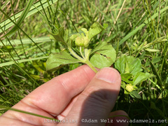 Acanthospermum australe
