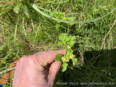 Acanthospermum australe