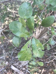 Quercus myrtifolia