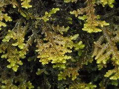 Porella navicularis