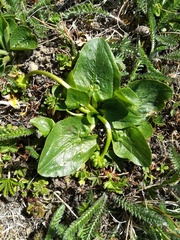 Ficaria verna calthifolia