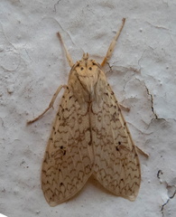 Lophocampa