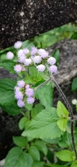 Ageratum conyzoides
