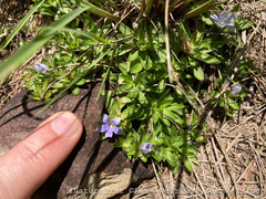 Craterocapsa tarsodes