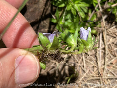 Craterocapsa tarsodes