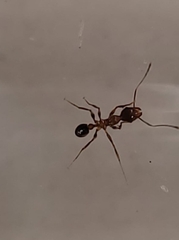 Pheidole nodus