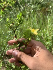 Hypericum crux-andreae