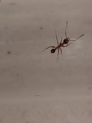 Pheidole nodus
