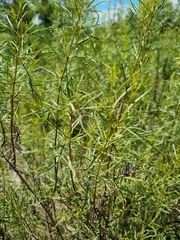 Acanthostyles buniifolius