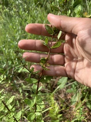 Hypericum crux-andreae
