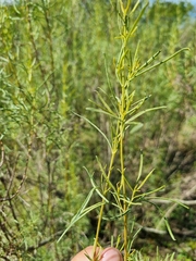 Acanthostyles buniifolius