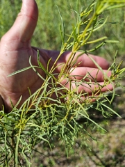 Acanthostyles buniifolius