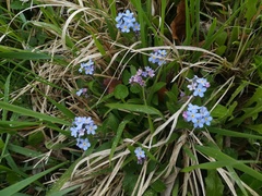 Myosotis sylvatica