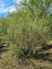 Acanthostyles buniifolius