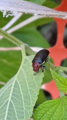 Cacoscelis nigripennis