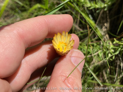 Helichrysum herbaceum