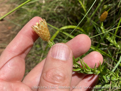 Helichrysum herbaceum