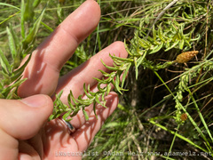 Helichrysum herbaceum