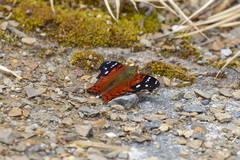 Hypanartia cinderella