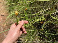 Helichrysum herbaceum