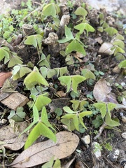 Oxalis intermedia