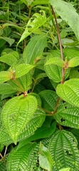 Miconia crenata