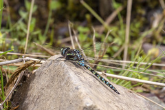 Rhionaeschna marchali