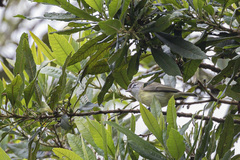 Vireo leucophrys