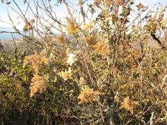 Holodiscus discolor discolor