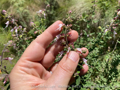 Syncolostemon