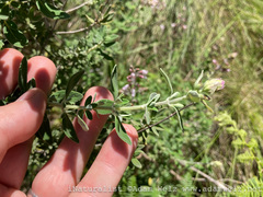 Syncolostemon
