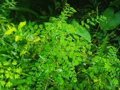 Phyllanthus tenellus