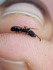 Ectomomyrmex annamitus