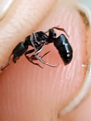 Ectomomyrmex annamitus